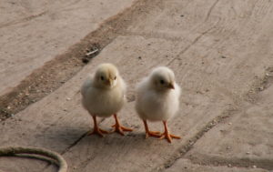 Preschools in Boulder, Colo., call “fowl” over state ban